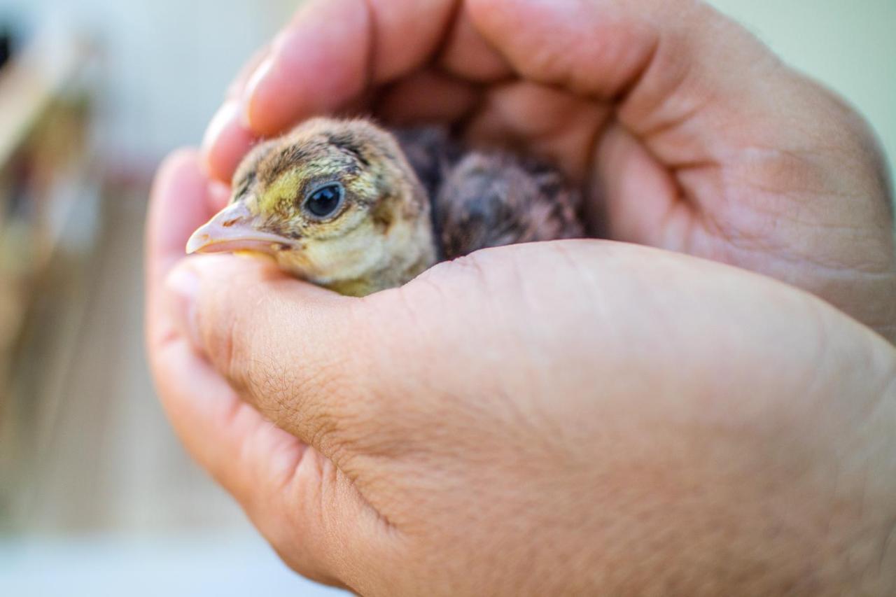 Il Gallo Con Gli Stivali Termoli Exterior foto